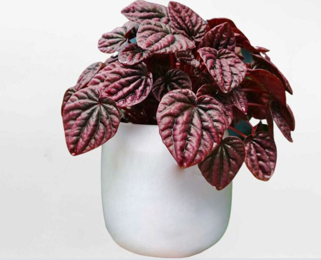 Đặc điểm v&agrave; ph&acirc;n loại c&acirc;y Hạnh Ti&ecirc;n Thảo